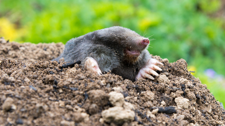 Mole sticking up out of ground