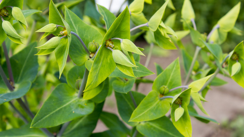 Close-up of caper spurge plant