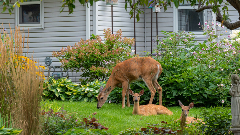 Deer grazing in yard beside house and garden