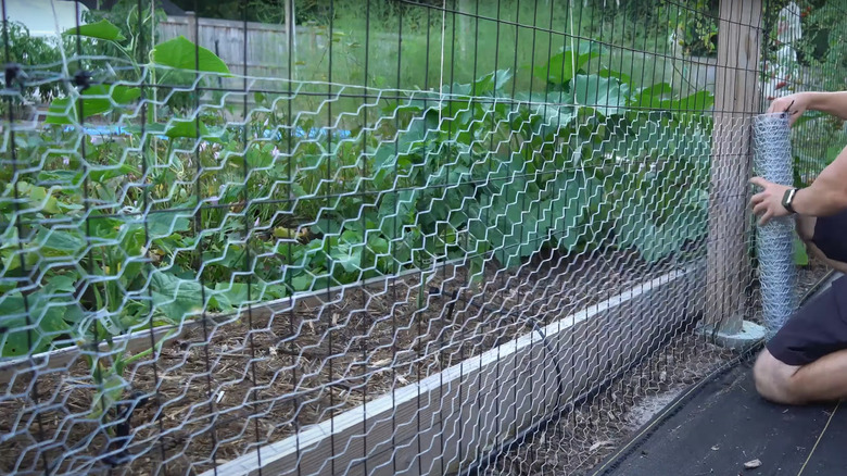 Man installing DIY wildlife proof welded wire fence around home garden