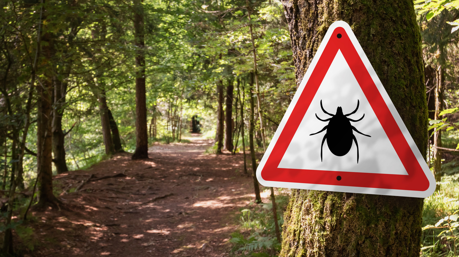 9 Ways To Protect Yourself And Your Home From Ticks This Year