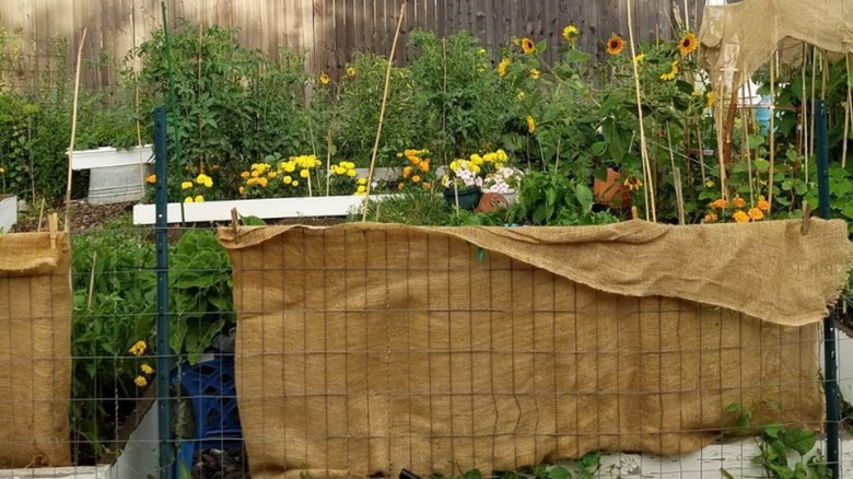 burlap string along fence
