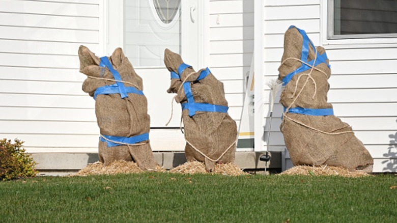 shrubs wrapped in burlap sacks and twine with wood chippings at the bottom