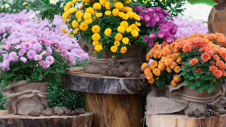 Burlap wrapped planters with flowers