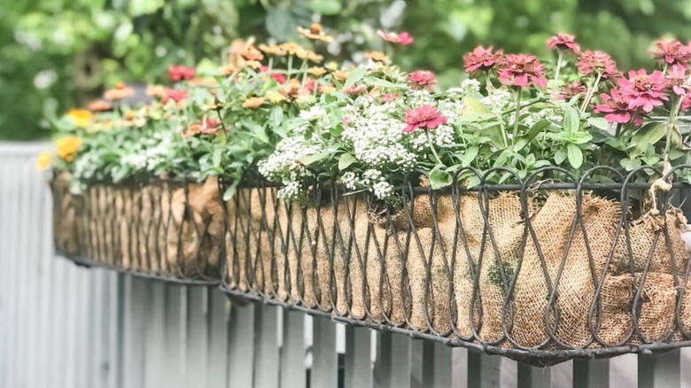 burlap lined planter boxes