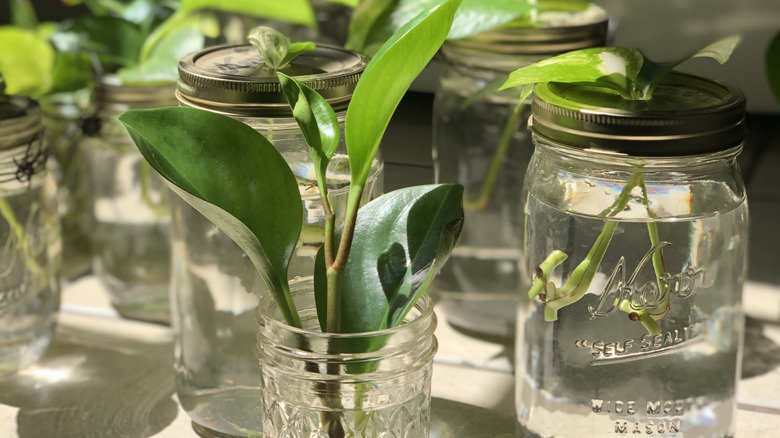 plant propagation in jars in sunny windowsill