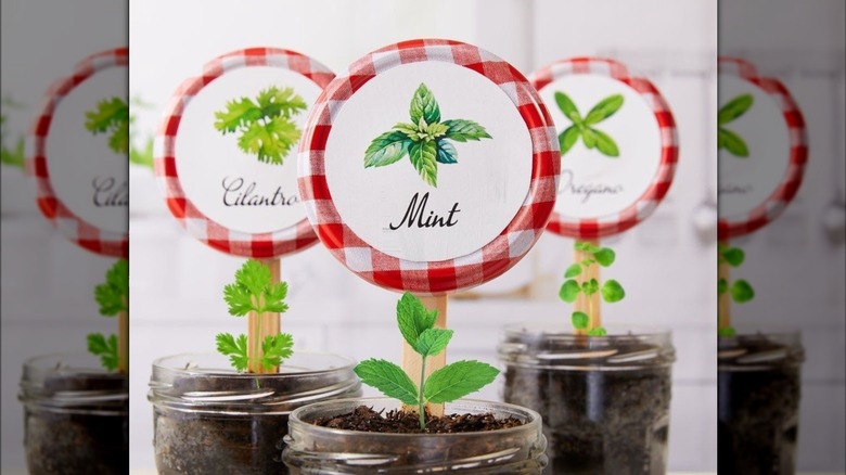 labeled herbs growing in jars