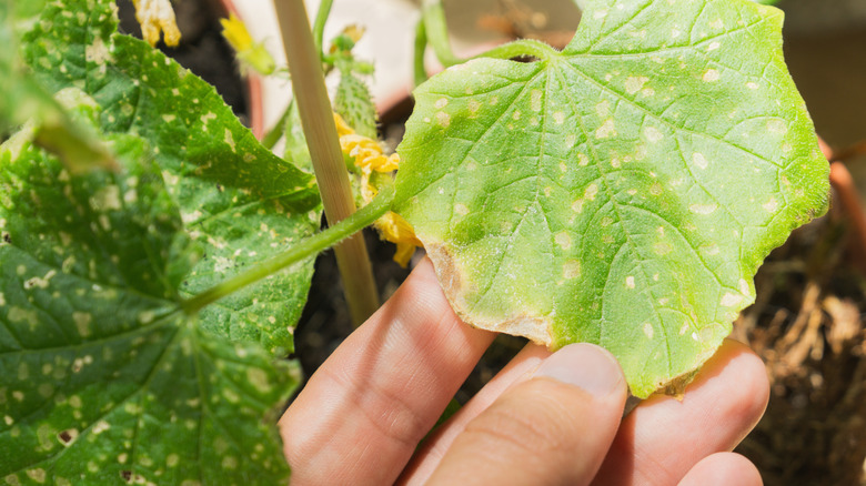 A person inspecting a leaf with spots