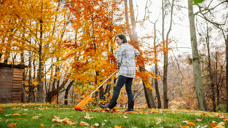 Woman raking the lawn during fall