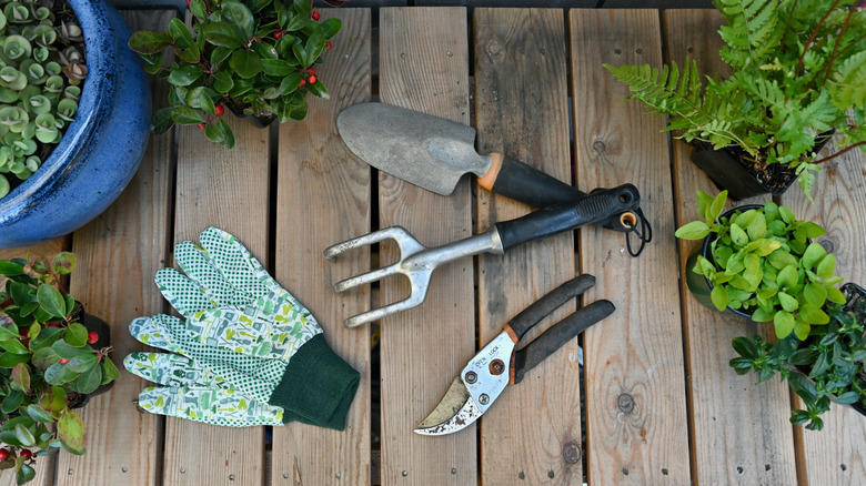 Gardening tools and gloves sitting on a wood surface with potted plants