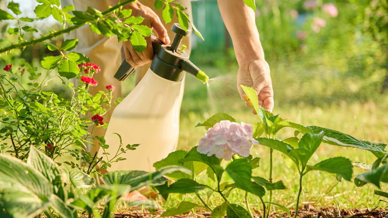 Gardener spraying a plant to prevent pests