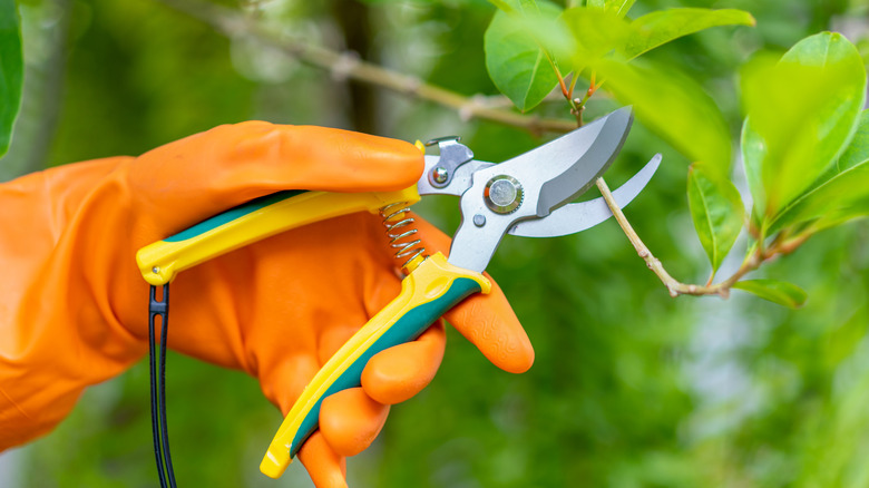 Shears being used to prune a branch
