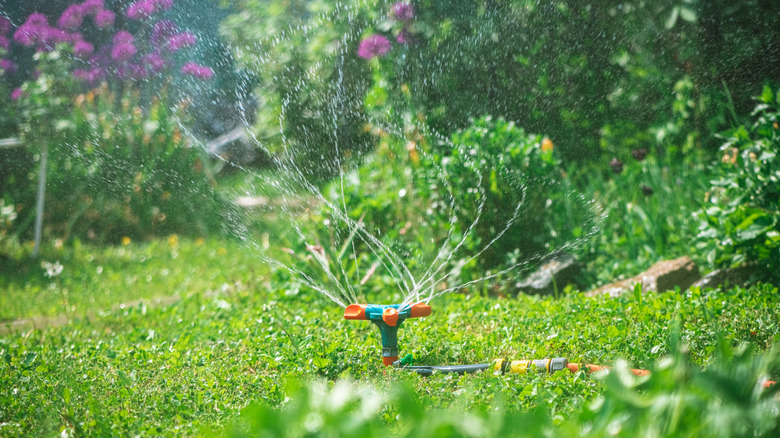 Sprinkler in yard