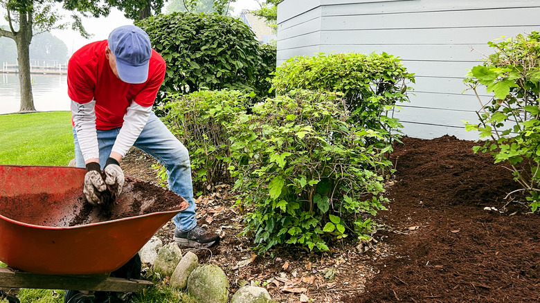 Man replacing mulch in a garden bed