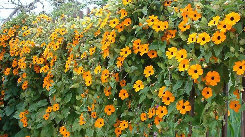 A crop of black eyed susan vine growing over a fence