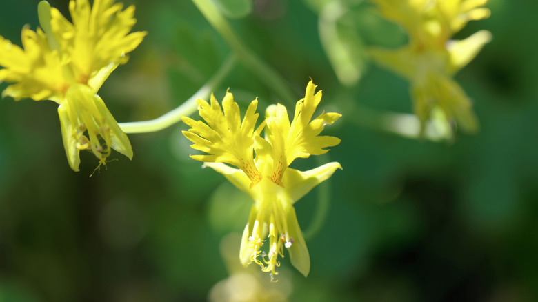 A closeup of a canary creeper flower in bloom
