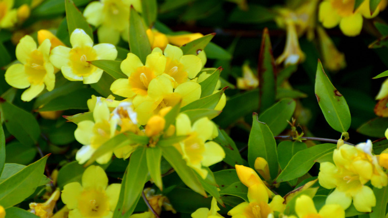 A cluster of caronlina jessamine flowers