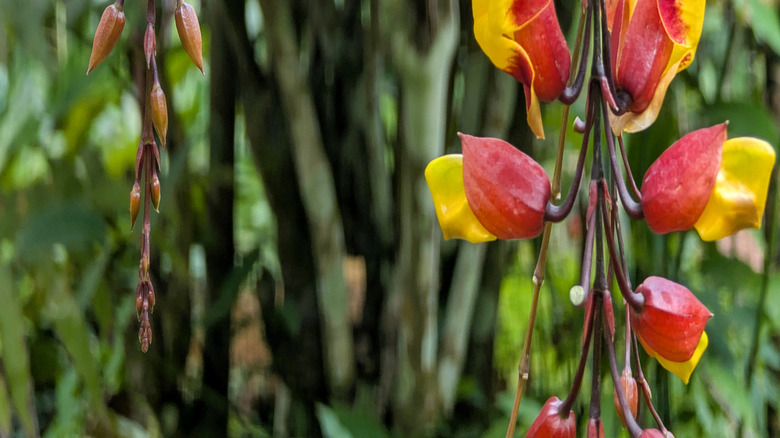 A closeup of hanging clock vine flowers