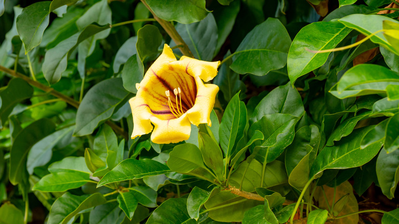 A golden chalice vine growing amongst lush foliage