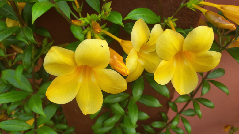Two yellow flowers on a vine