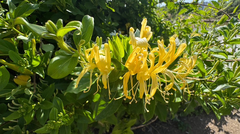 A cluster of yellow trumpet honeysuckle on a lush vine