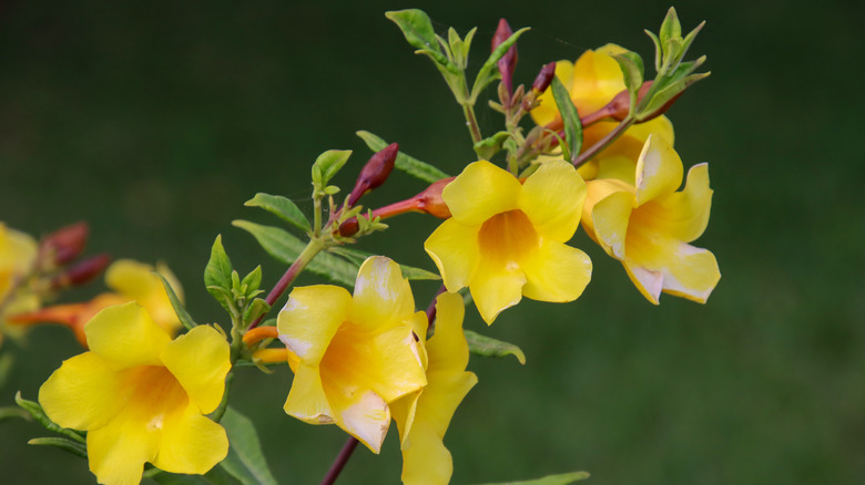 A closeup of yellow bell vine flowers on a branch