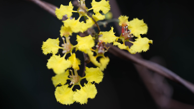 A closeup of the yellow flowers on a butterfly vine