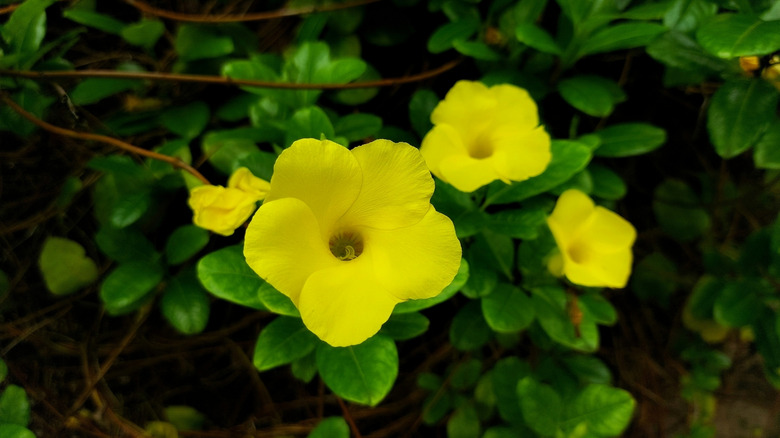 A closeup of growing vining yellow mandevilla flowers
