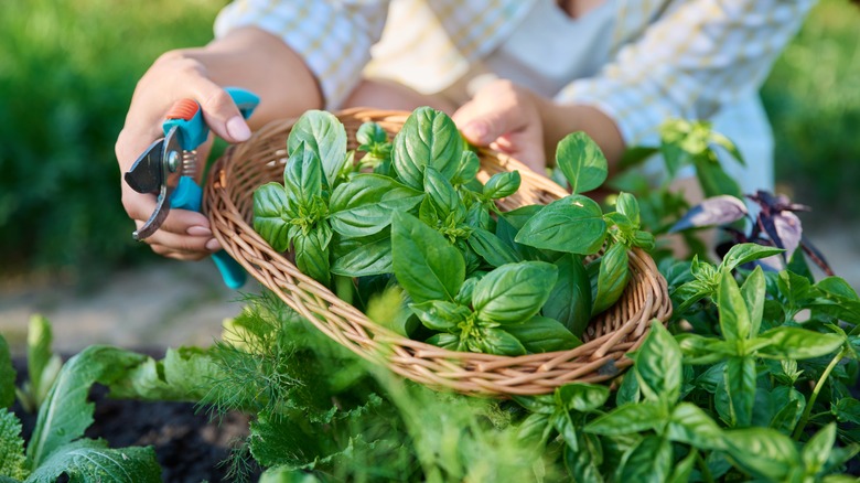 woman cutting basil in garden