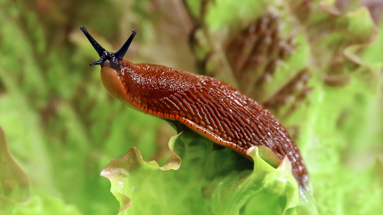 Red slug crawling on lettuce