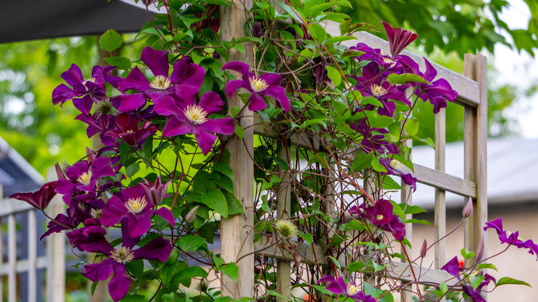 A large clematis with deep pink-purple blooms climbs up a wooden trellis.