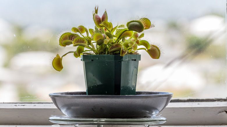 potted venus flytrap