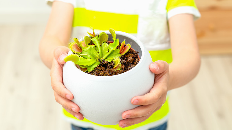 newly potted venus flytrap