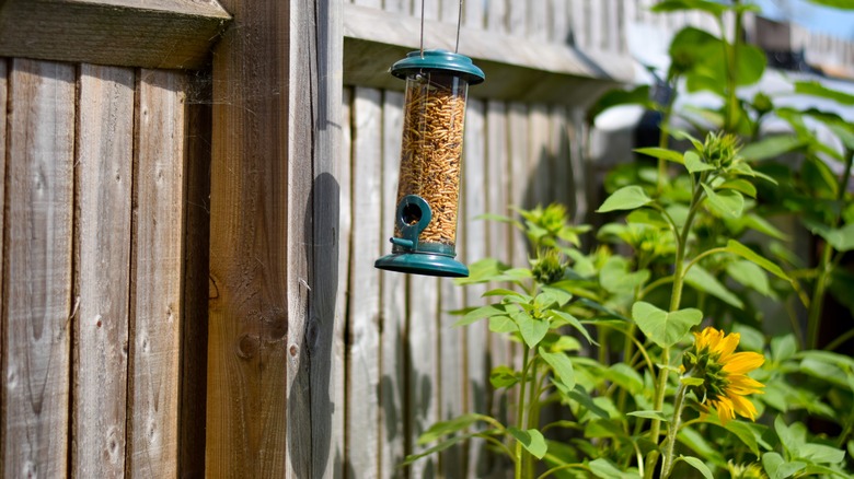 Bird feeder near sunflower plant
