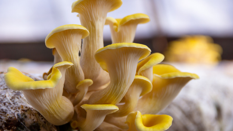 Yellow oyster mushrooms grow against a blurred background.