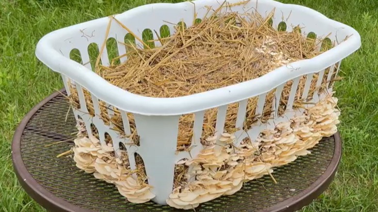 Oyster mushrooms grow out of straw in a laundry basket.