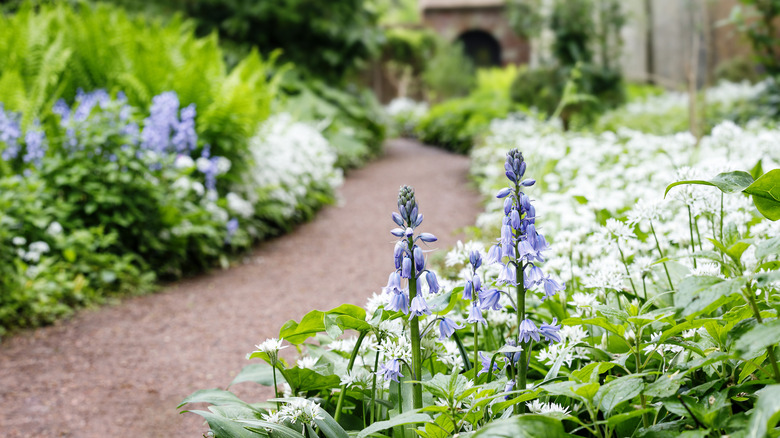garden pathway with flowers