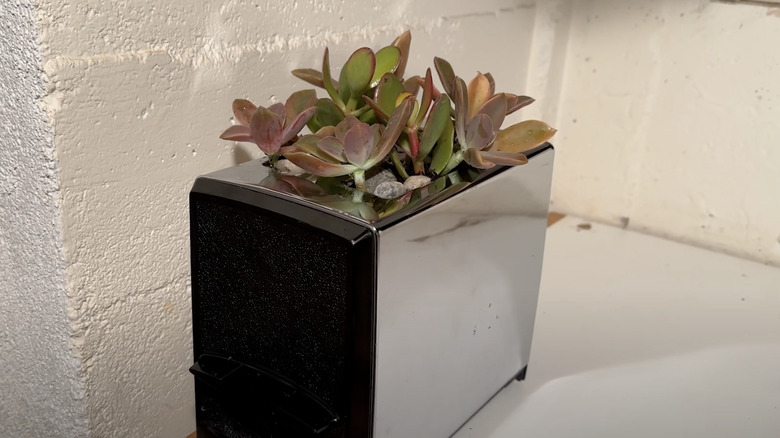 succulents and pebbles using a stainless steel toaster as a vase