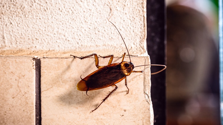 Cockroach in pile of towels