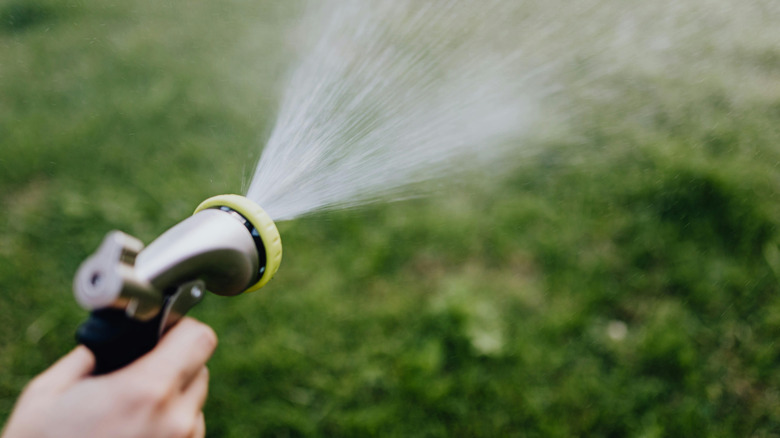 watering lawn with hose