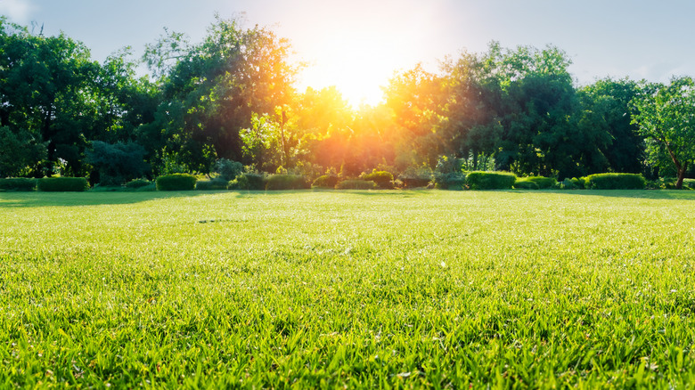 green lawn at sunset