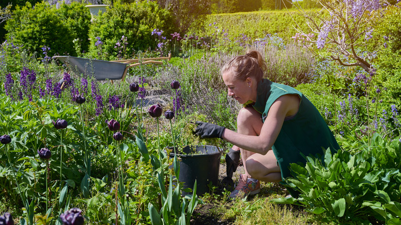 woman weeding the garden