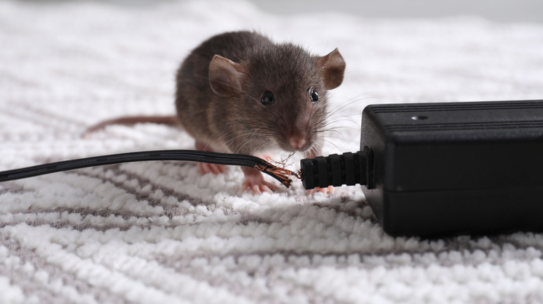 mouse who chewed charging cable