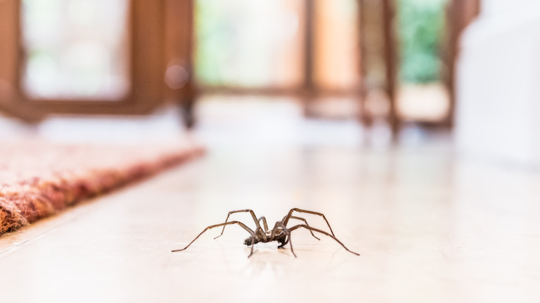 Dark brown spider crawling across floor
