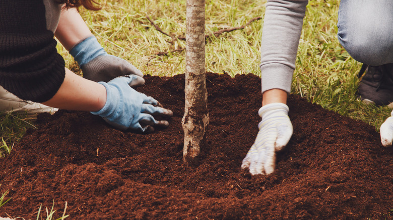 two people planting a tree in soil