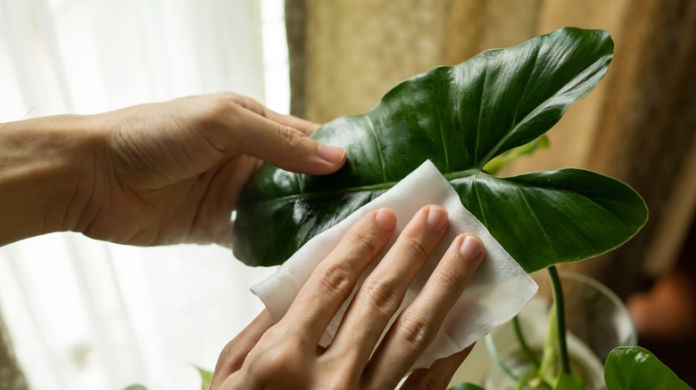 hand wiping monstera plant 