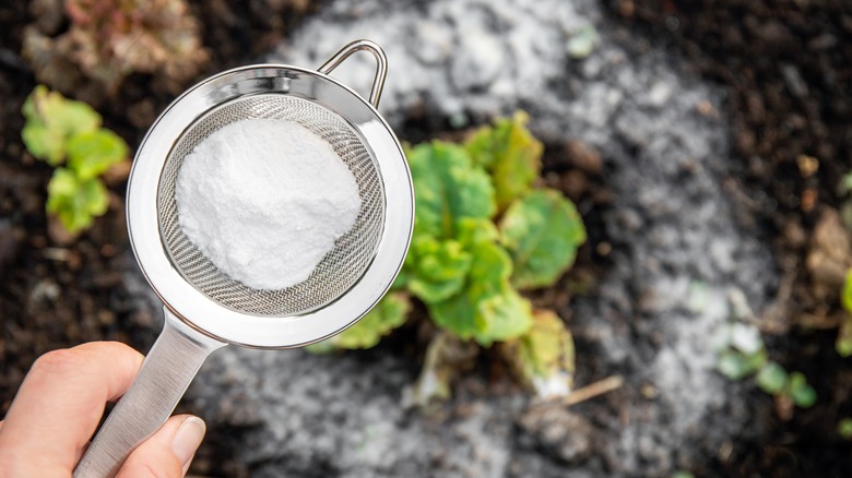 Baking soda sifting around plant