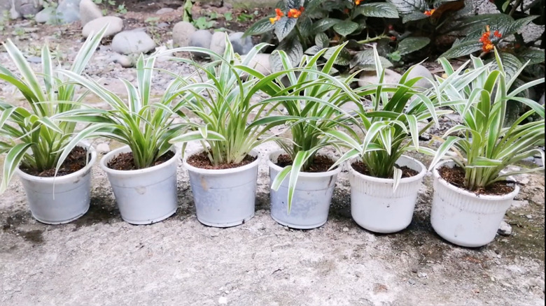 A line of dwarf spider plants in white pots outside