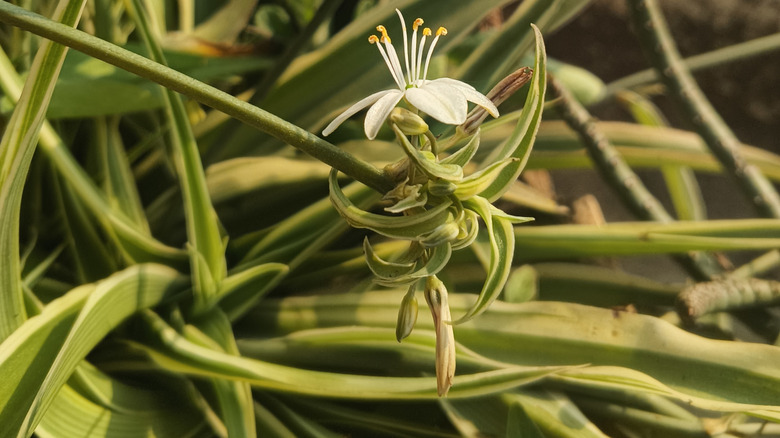 A dwarf spider plant blooming with a small white flower