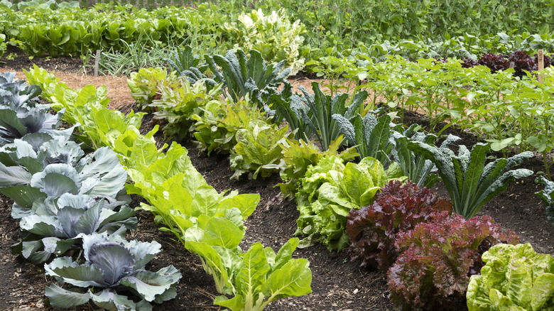 A vegetable garden thrives with lettuce, kale, and other greens.